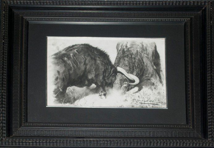 PELEA DE DOS TOROS 3