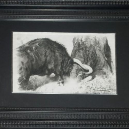 PELEA DE DOS TOROS 3