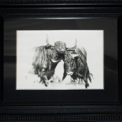 PELEA DE DOS TOROS 1